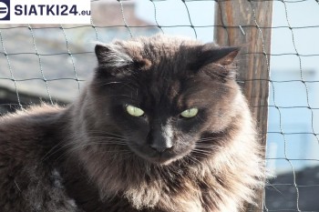 Siatki Lędziny - Zabezpieczenie balkonu siatką - Kocia siatka - bezpieczny kot dla terenów Lędzin